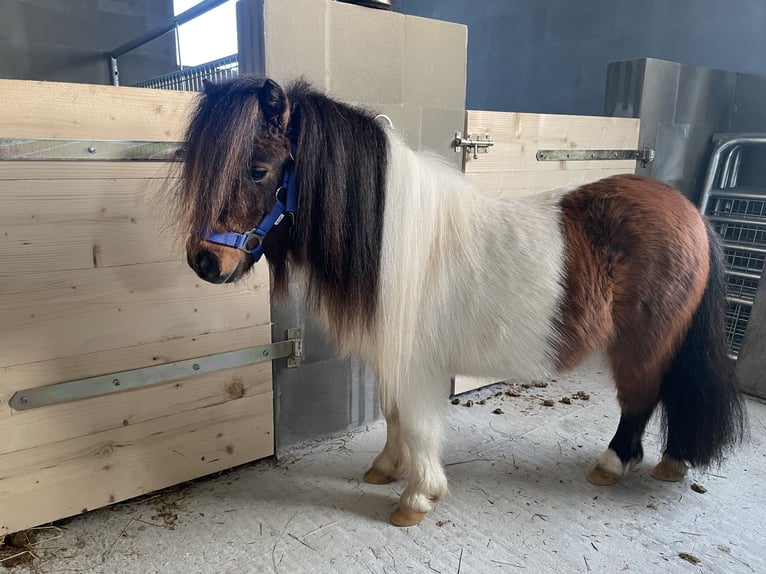 Mini Kuc Szetlandzki Ogier 6 lat 84 cm Srokata in Fehmarn