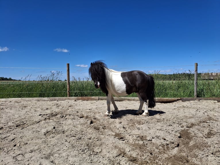 Mini Kuc Szetlandzki Ogier 8 lat 85 cm  in Schrozberg