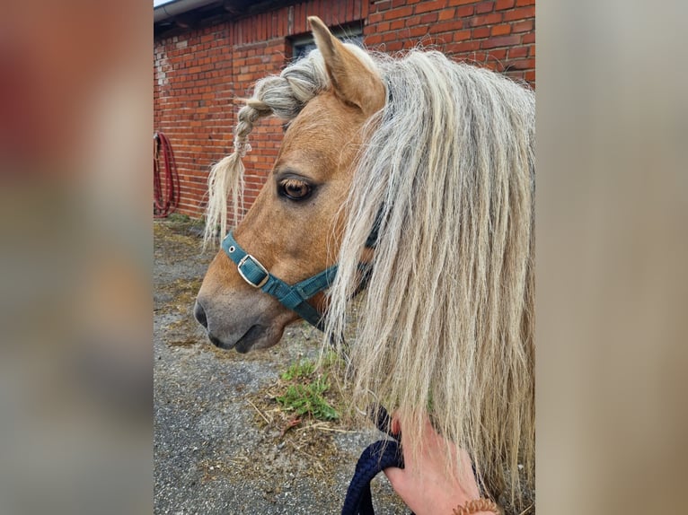 Mini Kuc Szetlandzki Ogier Bułana in Herzebrock-Clarholz