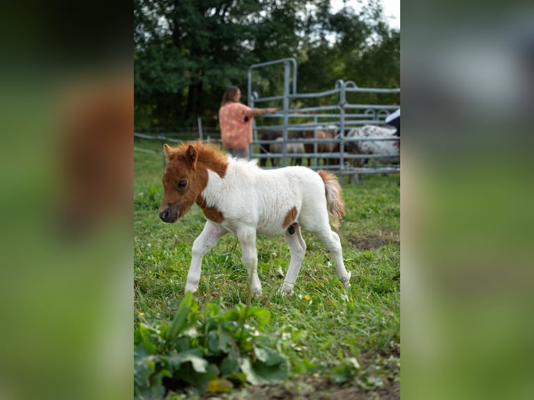 Mini Kuc Szetlandzki Ogier Źrebak (07/2024) 80 cm Srokata in Heringen (Werra)