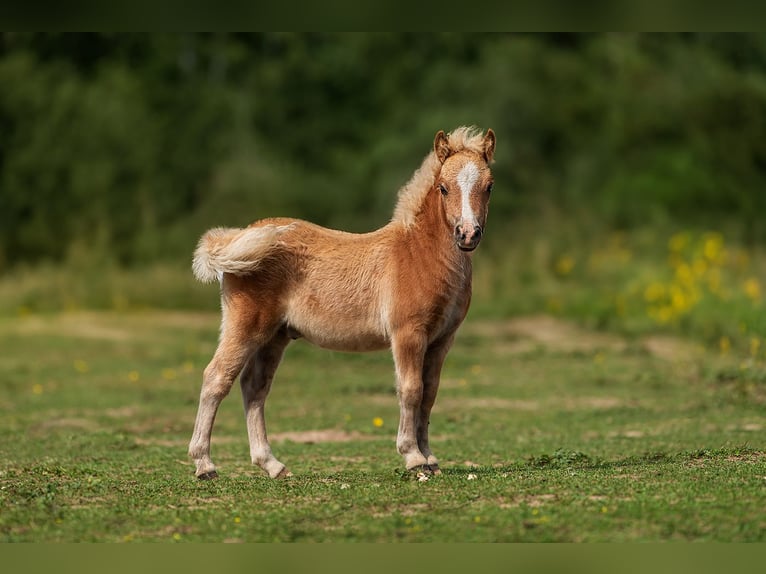 Mini Kuc Szetlandzki Ogier Źrebak (05/2024) 83 cm Ciemnokasztanowata in Augšdaugavas nov.