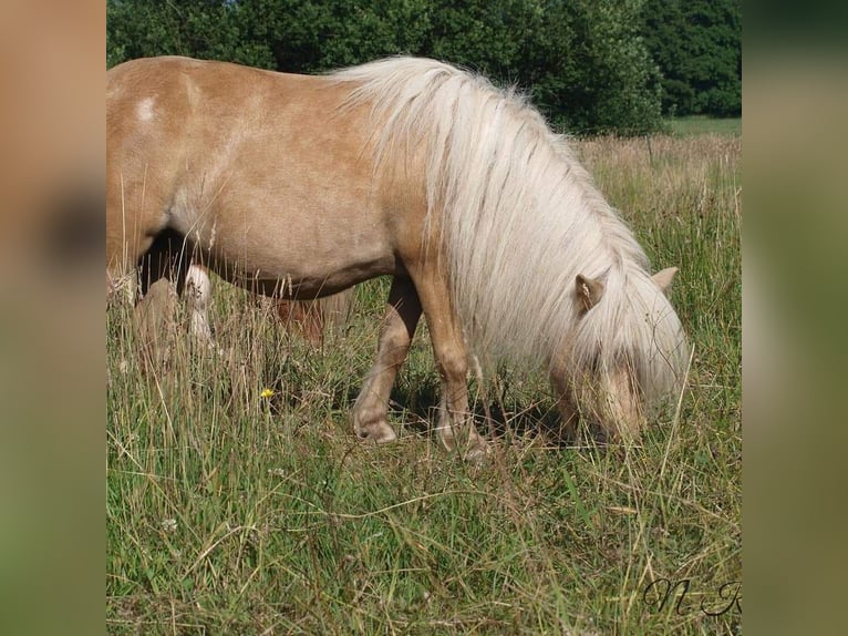 Mini Kuc Szetlandzki Ogier Źrebak (05/2024) 84 cm Izabelowata in Besdorf