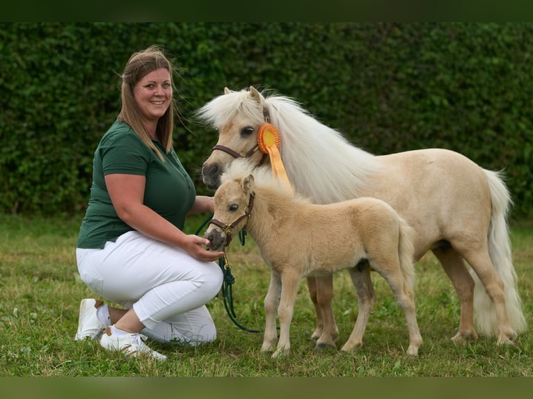 Mini Kuc Szetlandzki Ogier Źrebak (05/2024) 85 cm Izabelowata in Mülheim-Kärlich