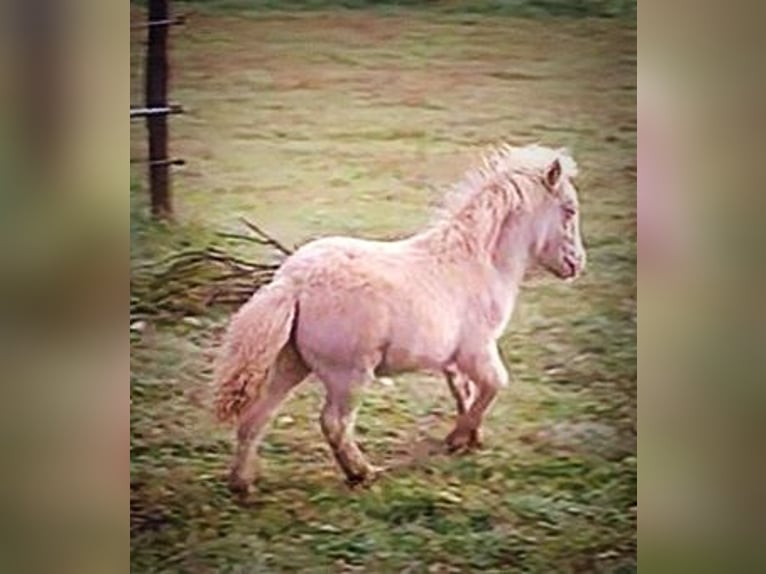 Mini Kuc Szetlandzki Ogier Źrebak (06/2026) 85 cm Perlino in Winkel