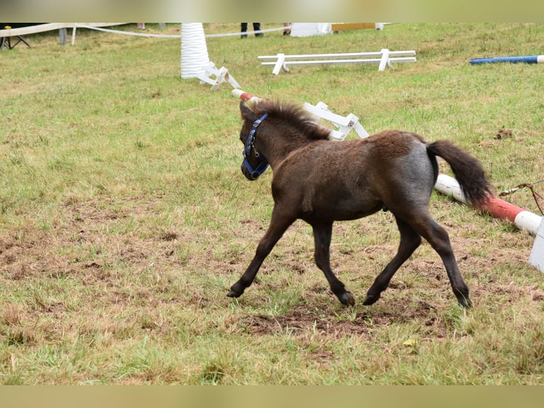 Mini Kuc Szetlandzki Ogier Źrebak (06/2024) 85 cm Siwa in Behringen