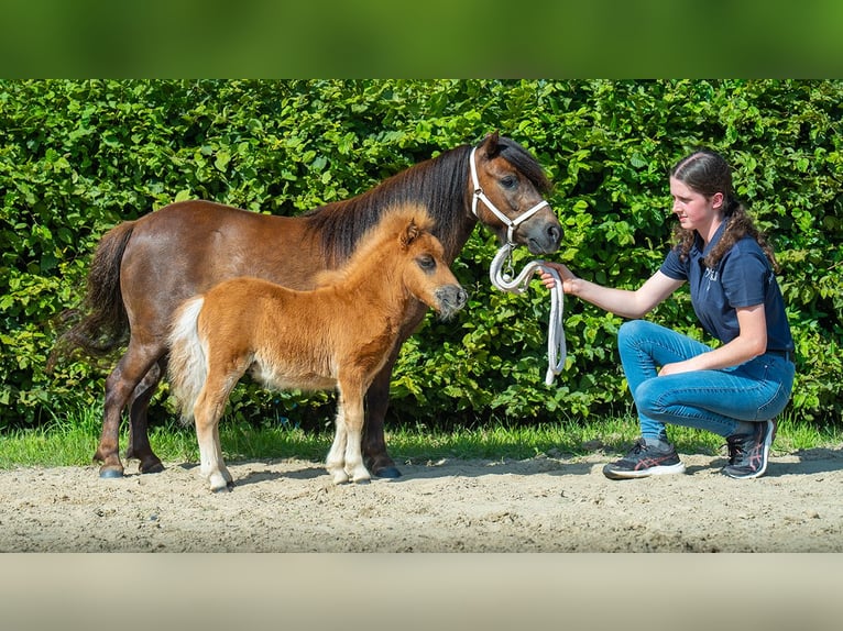 Mini Kuc Szetlandzki Ogier Źrebak (01/2024) Kasztanowata in Mönchengladbach