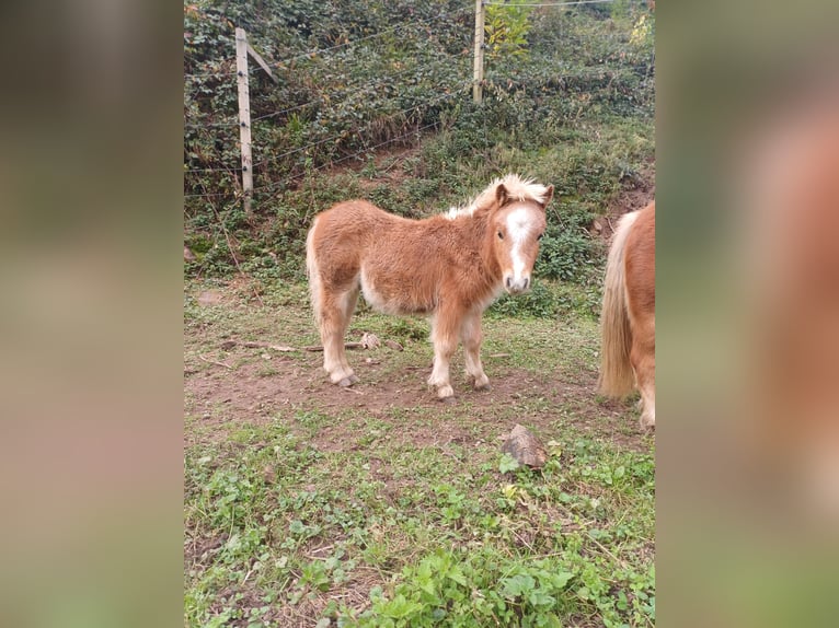 Mini Kuc Szetlandzki Ogier Źrebak (05/2024) Kasztanowata in Schuttertal