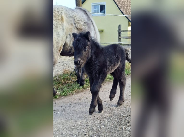 Mini Kuc Szetlandzki Ogier Źrebak (02/2026) Skarogniada in Ursberg