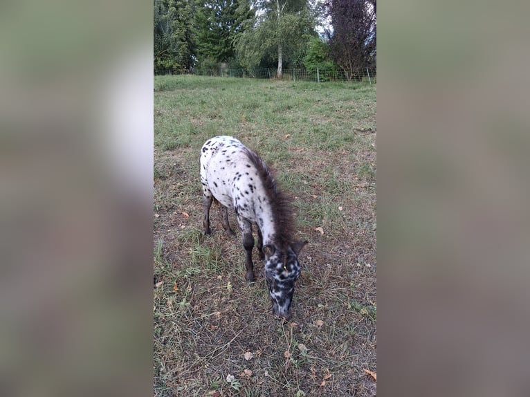 Mini Kuc Szetlandzki Ogier Źrebak (05/2025) Tarantowata in Heldburg