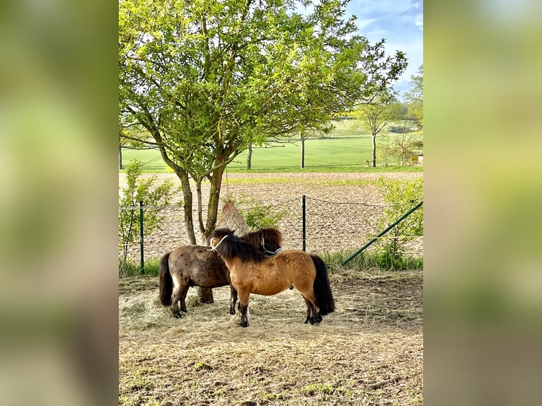 Mini Kuc Szetlandzki Wałach 13 lat 90 cm Gniada in DasselDassel