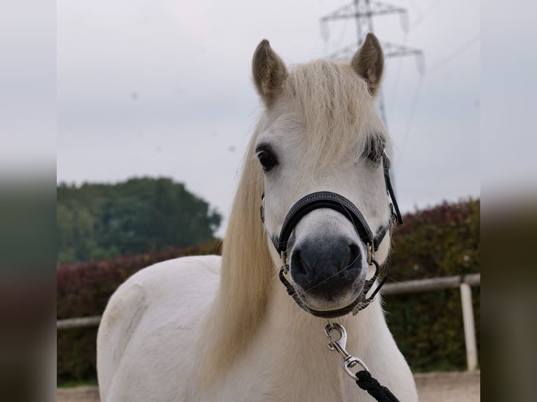 Mini Kuc Szetlandzki Wałach 13 lat 95 cm Siwa in Neustadt (Wied)