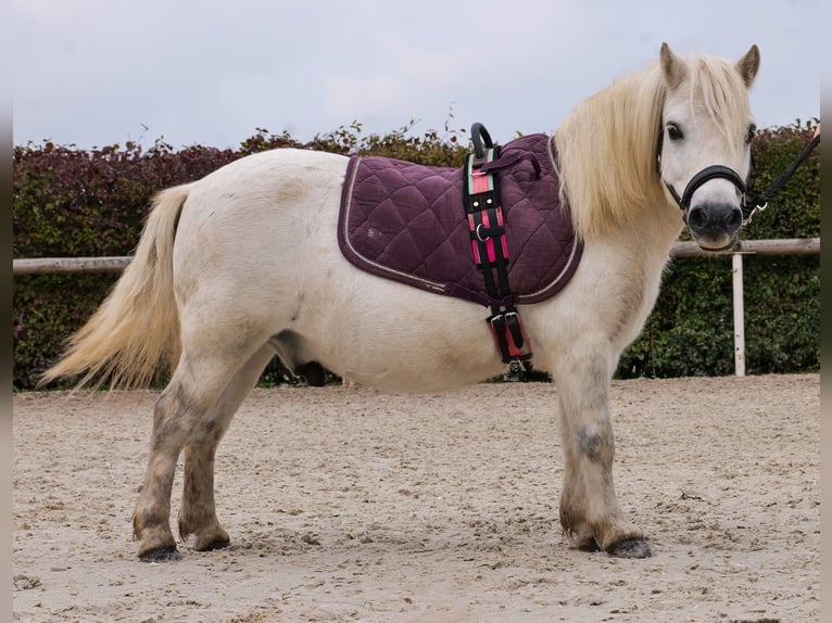 Mini Kuc Szetlandzki Wałach 13 lat 95 cm Siwa in Neustadt (Wied)