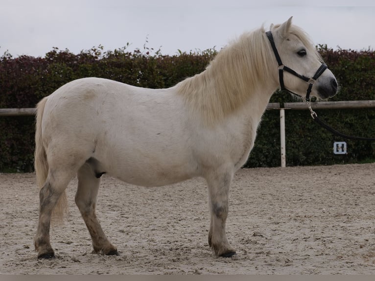 Mini Kuc Szetlandzki Wałach 13 lat 95 cm Siwa in Neustadt (Wied)