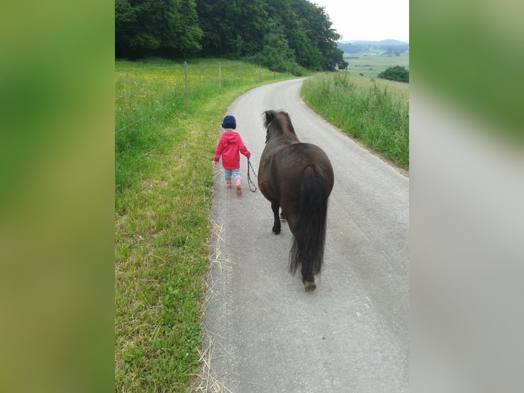 Mini Kuc Szetlandzki Wałach 17 lat 100 cm Kara in Sonnenbühl