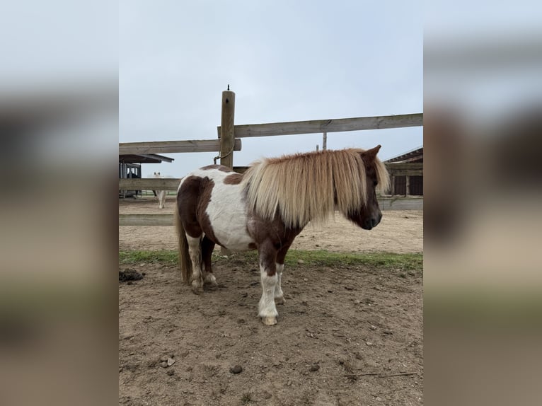 Mini Kuc Szetlandzki Wałach 18 lat 85 cm Srokata in Arnsdorf