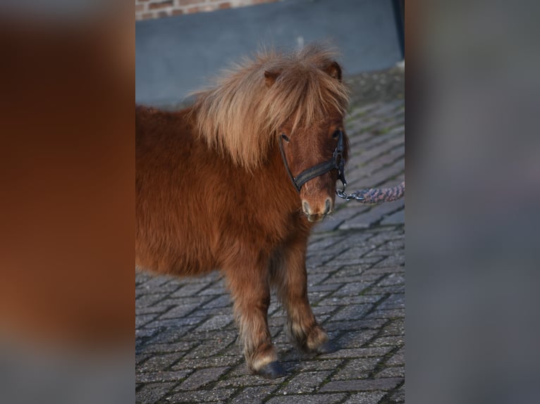 Mini Kuc Szetlandzki Wałach 1 Rok Kasztanowata in Achtmaal