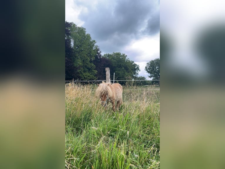 Mini Kuc Szetlandzki Wałach 2 lat 89 cm in Norderstedt