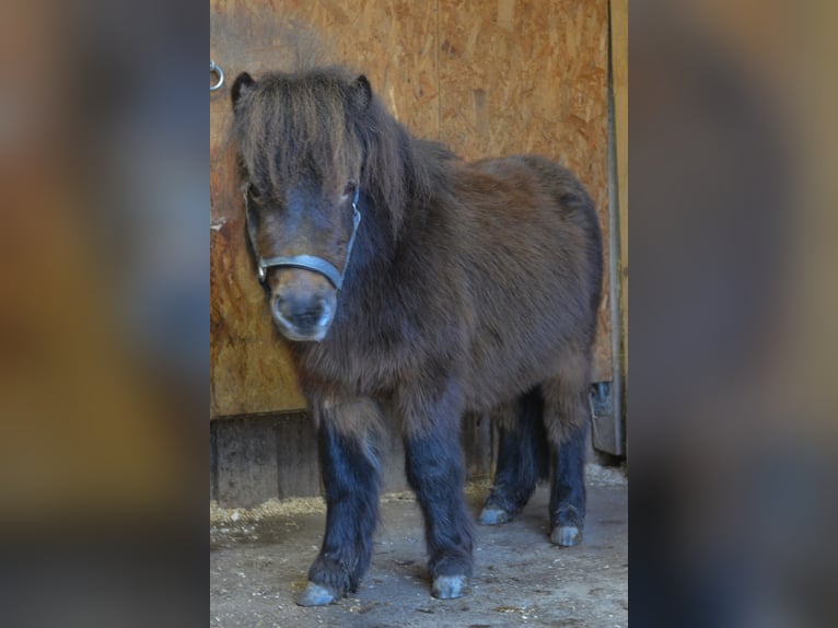 Mini Kuc Szetlandzki Wałach 3 lat 80 cm Ciemnokasztanowata in RiederingRiedering