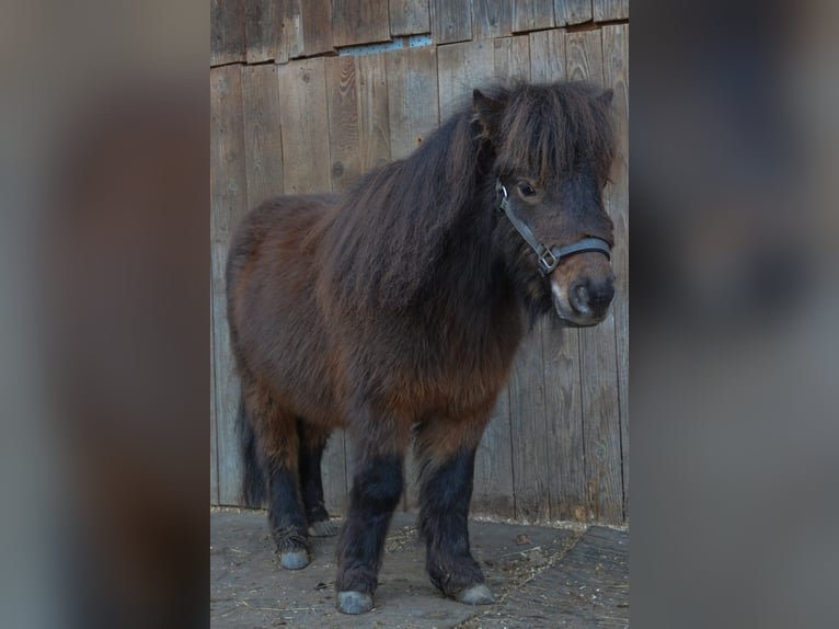Mini Kuc Szetlandzki Wałach 3 lat 85 cm Ciemnokasztanowata in Riedering