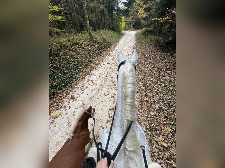 Mini Kuc Szetlandzki Wałach 3 lat 85 cm Kasztanowata in Bubendorf