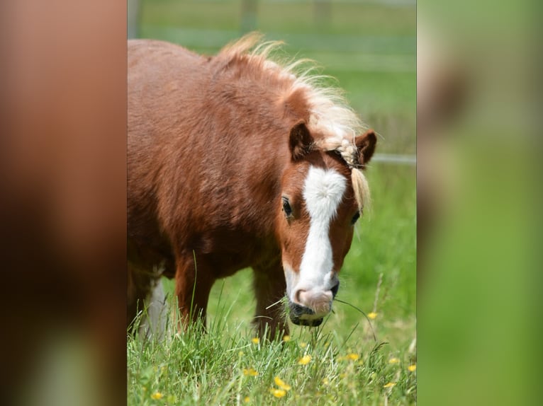 Mini Kuc Szetlandzki Wałach 3 lat 85 cm Kasztanowata in Bubendorf