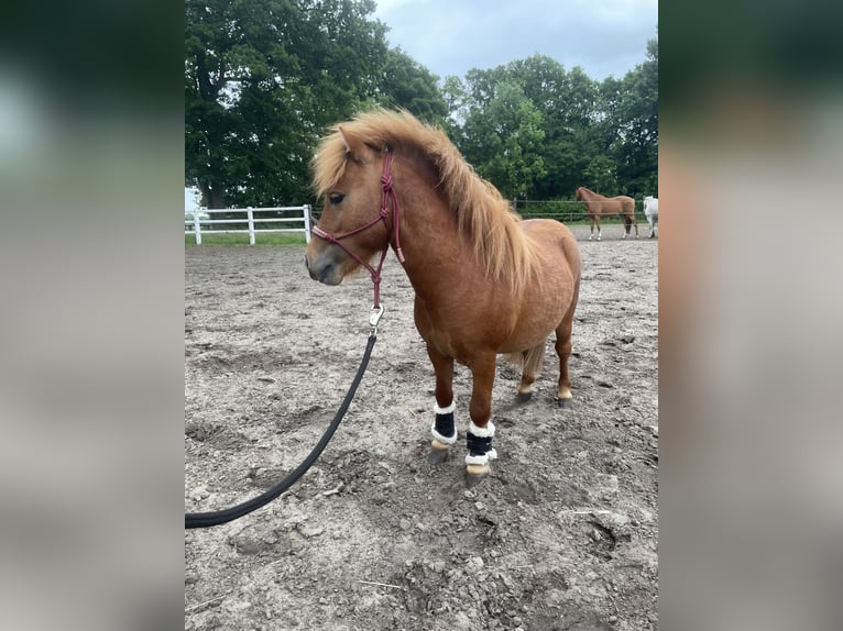Mini Kuc Szetlandzki Wałach 3 lat 85 cm Kasztanowata in Rheine