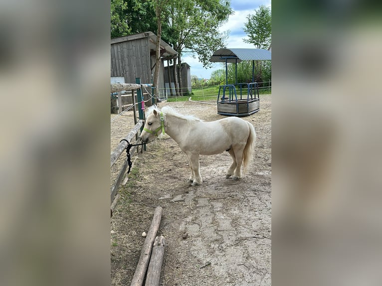 Mini Kuc Szetlandzki Wałach 3 lat 86 cm Izabelowata in Adelzhausen
