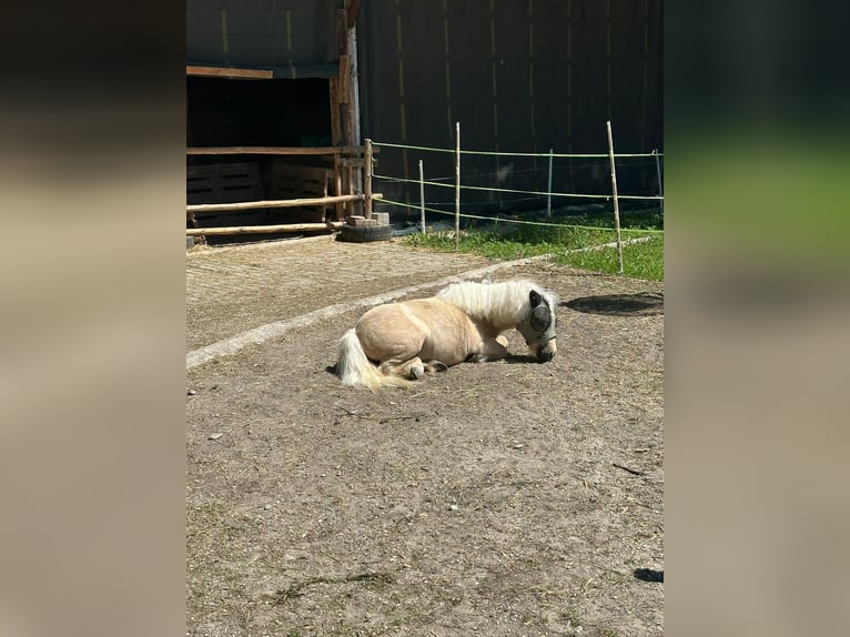 Mini Kuc Szetlandzki Wałach 3 lat 86 cm Izabelowata in Adelzhausen