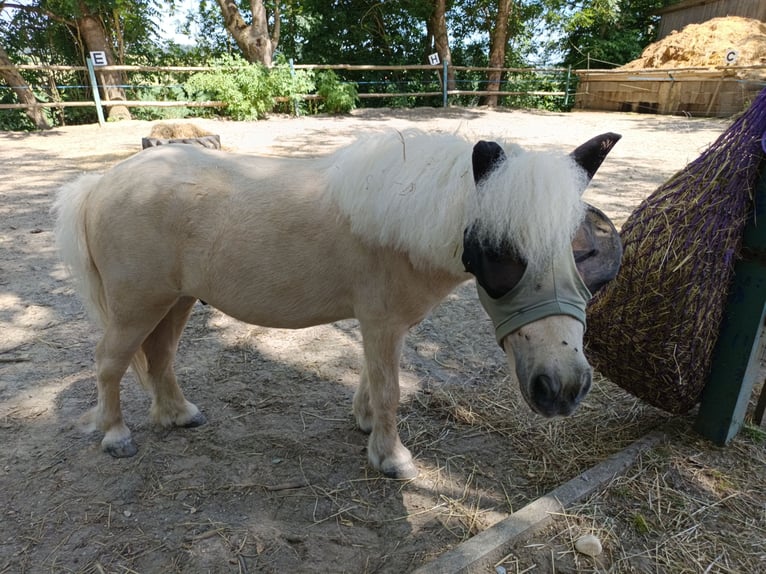 Mini Kuc Szetlandzki Wałach 3 lat 86 cm Izabelowata in Adelzhausen