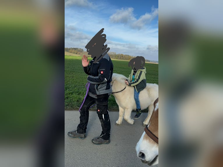 Mini Kuc Szetlandzki Wałach 3 lat 86 cm Izabelowata in Adelzhausen