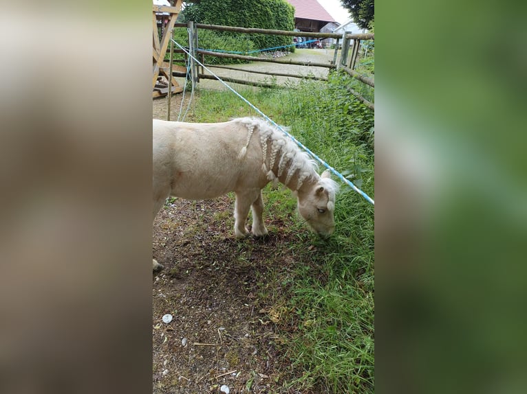 Mini Kuc Szetlandzki Wałach 3 lat 86 cm Izabelowata in Adelzhausen