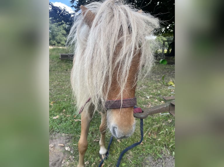 Mini Kuc Szetlandzki Wałach 3 lat 89 cm in Norderstedt