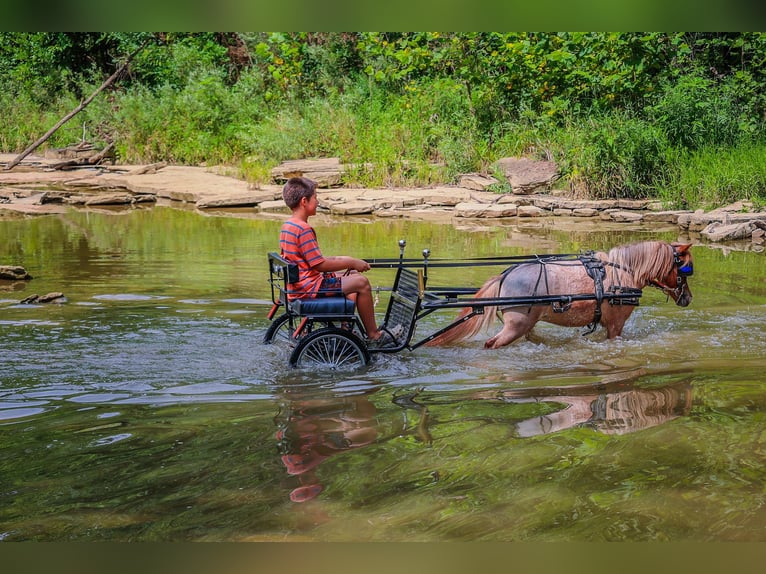 Mini Kuc Szetlandzki Wałach 5 lat 89 cm Kasztanowatodereszowata in Flemingsburg Ky