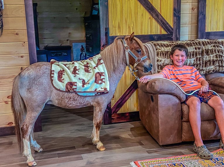 Mini Kuc Szetlandzki Wałach 5 lat 89 cm Kasztanowatodereszowata in Flemingsburg Ky