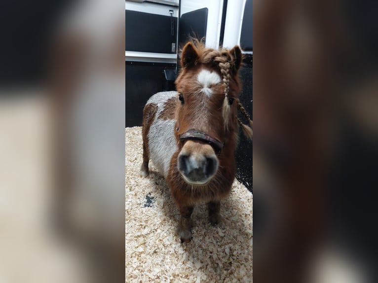 Mini Kuc Szetlandzki Wałach 6 lat in JALON