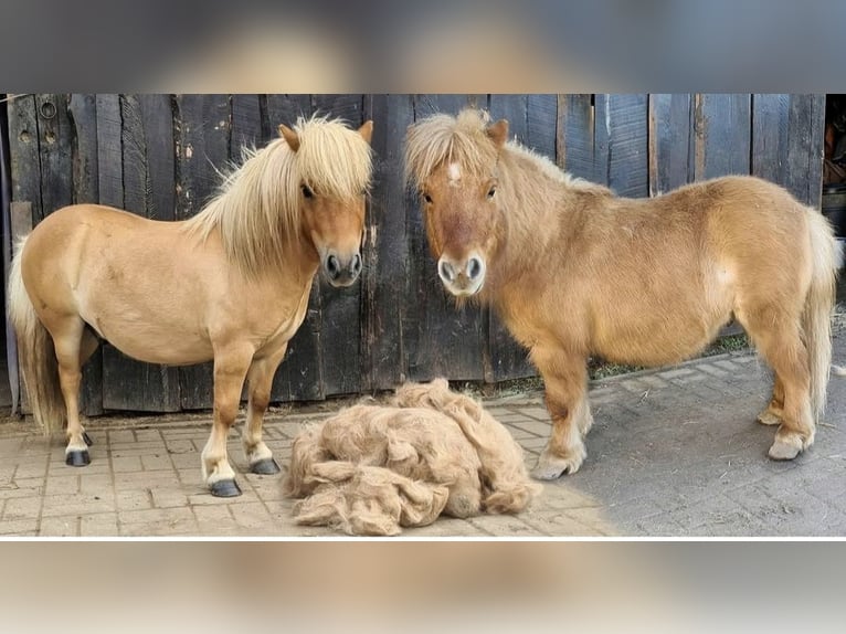 Mini Kuc Szetlandzki Wałach 9 lat 84 cm Bułana in Mücheln (Geiseltal)