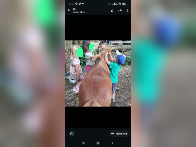 Mini Kuc Szetlandzki Wałach 9 lat 92 cm Kasztanowata in Bad Gandersheim