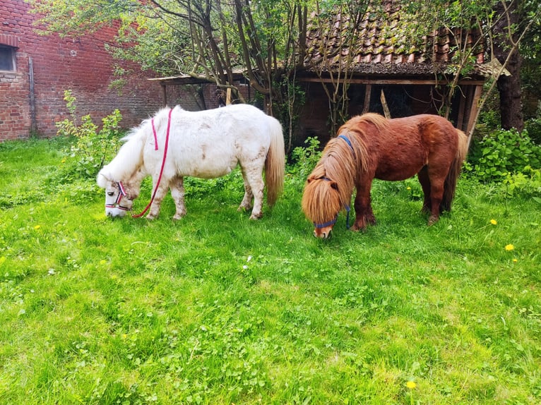 Mini Kuc Szetlandzki Wałach 9 lat 92 cm Kasztanowata in Bad Gandersheim
