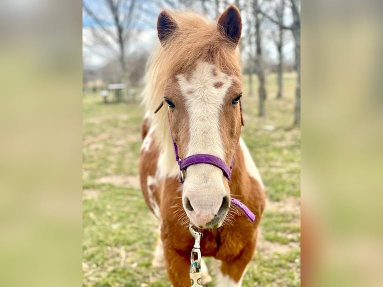 Mini Kuc Szetlandzki Wałach 10 lat 102 cm Tobiano wszelkich maści in Riverhead NY