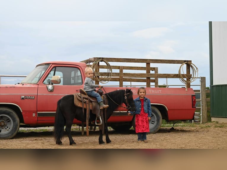 Mini Kuc Szetlandzki Wałach 11 lat 94 cm Kara in Millersburg OH