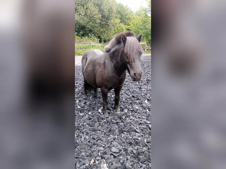 Mini Kuc Szetlandzki Wałach 16 lat 85 cm Kara in Bad Salzuflen