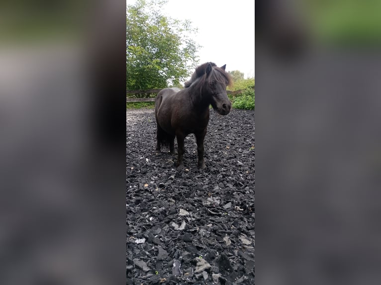 Mini Kuc Szetlandzki Wałach 16 lat 85 cm Kara in Bad Salzuflen