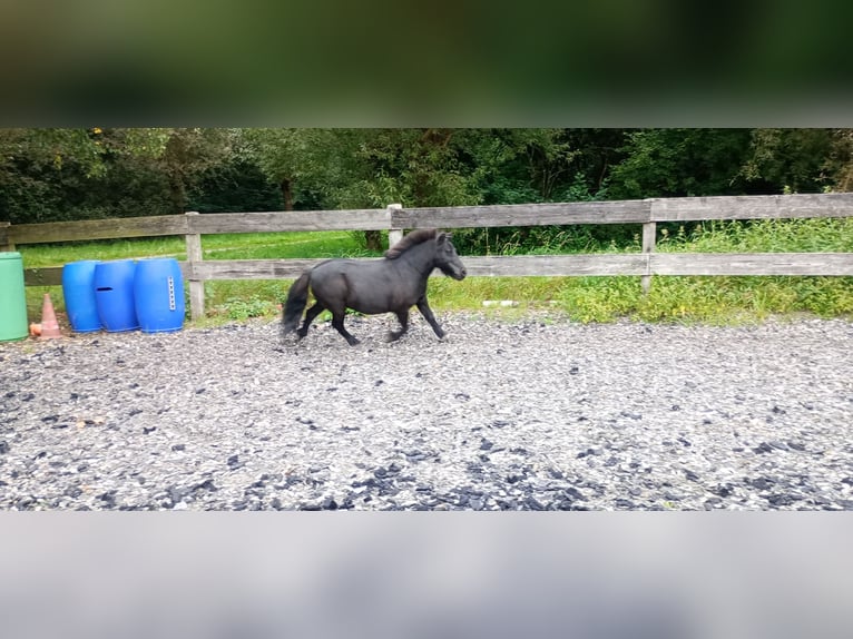 Mini Kuc Szetlandzki Wałach 16 lat 85 cm Kara in Bad Salzuflen