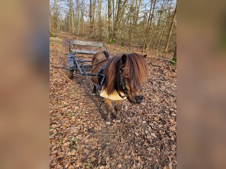 Mini Kuc Szetlandzki Wałach 17 lat 86 cm Gniada in Malsch