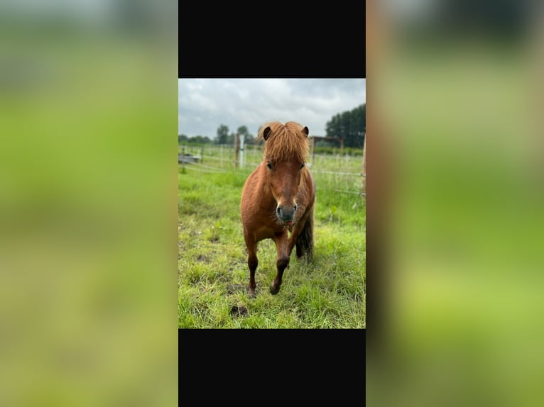 Mini Kuc Szetlandzki Wałach 2 lat 80 cm Ciemnokasztanowata in Hoogvliet Rotterdam