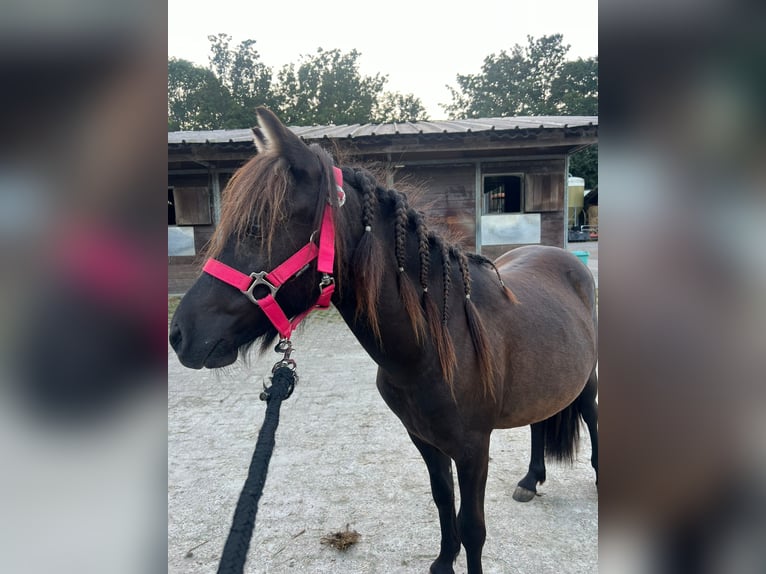 Mini Kuc Szetlandzki Wałach 2 lat 80 cm Ciemnokasztanowata in Hoogvliet Rotterdam