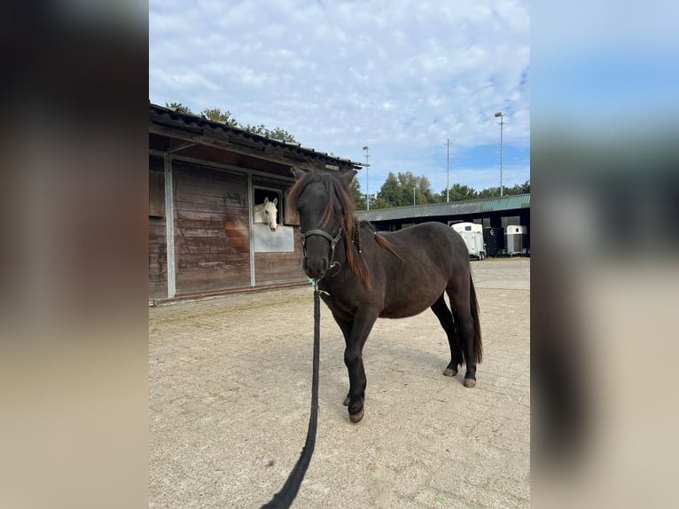 Mini Kuc Szetlandzki Wałach 2 lat 80 cm Ciemnokasztanowata in Hoogvliet Rotterdam