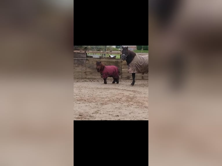 Mini Kuc Szetlandzki Wałach 4 lat 83 cm Gniada in Bornheim