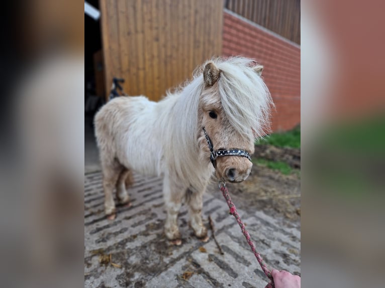 Mini Kuc Szetlandzki Wałach 4 lat 87 cm Srokata in Herzebrock-Clarholz