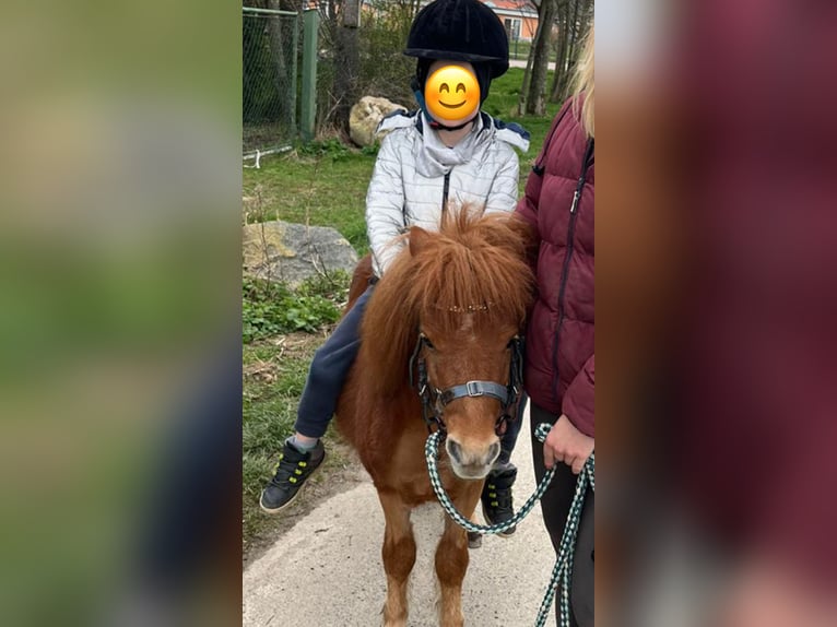 Mini Kuc Szetlandzki Wałach 4 lat 90 cm Kasztanowata in DanstedtWernigerode